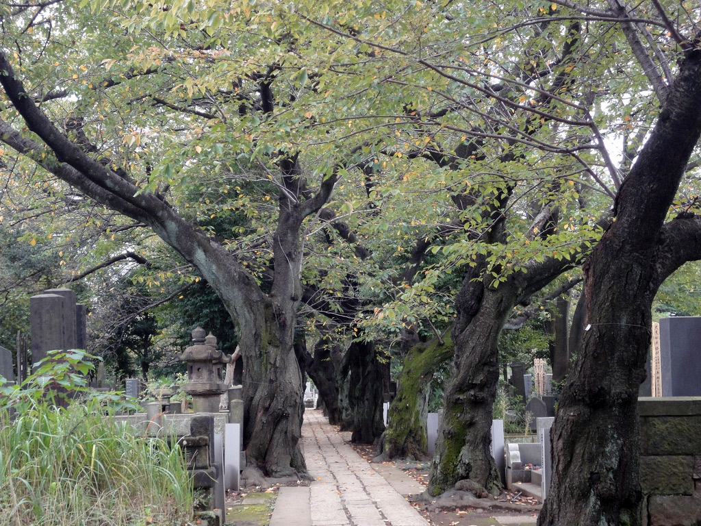 sidewalk lined with gnarled trees