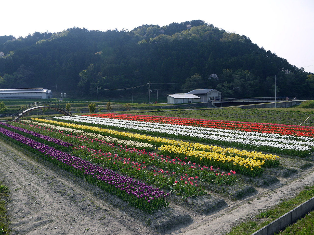 tulips in a field yellow and pink