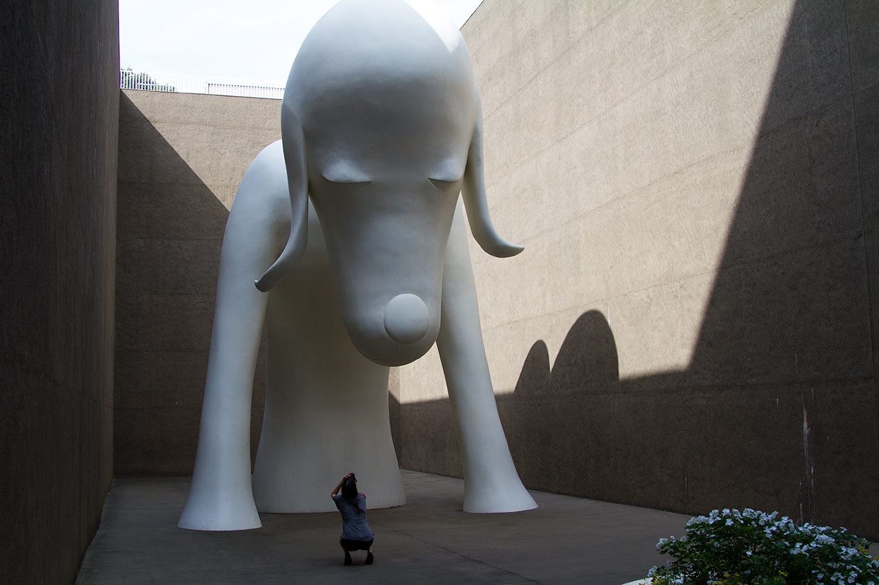 photographing photographer aomori ken big dog