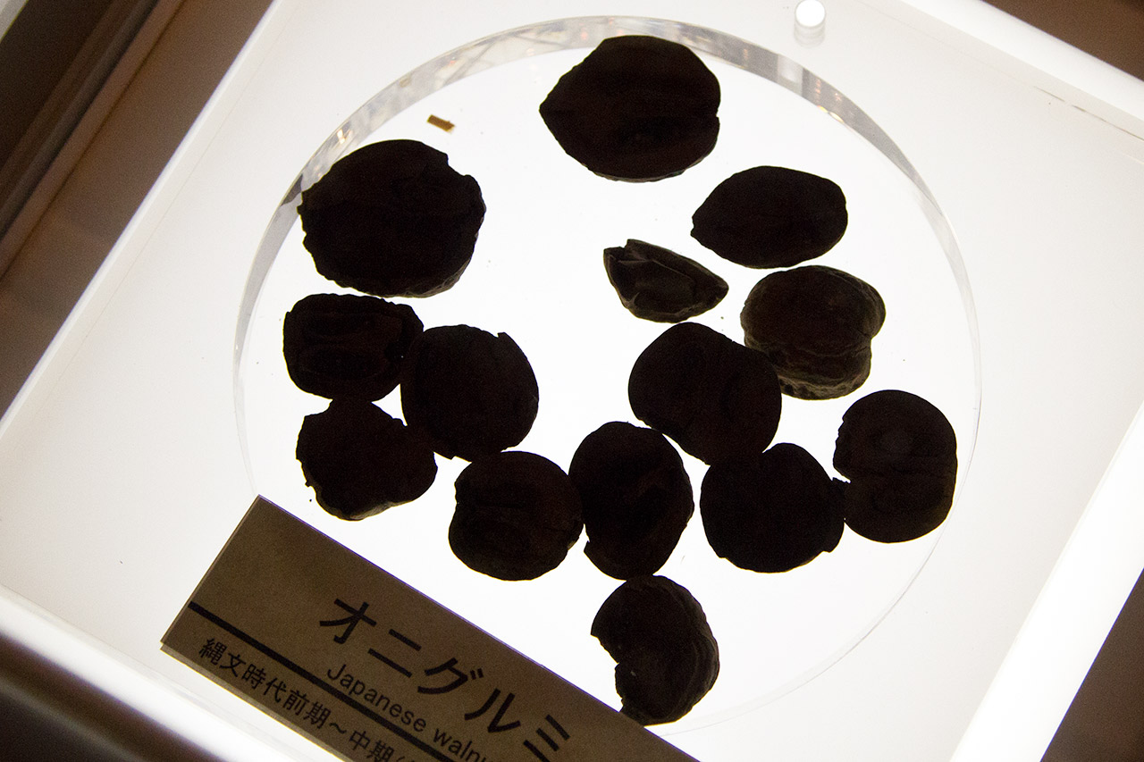 preserved walnuts on display in museum