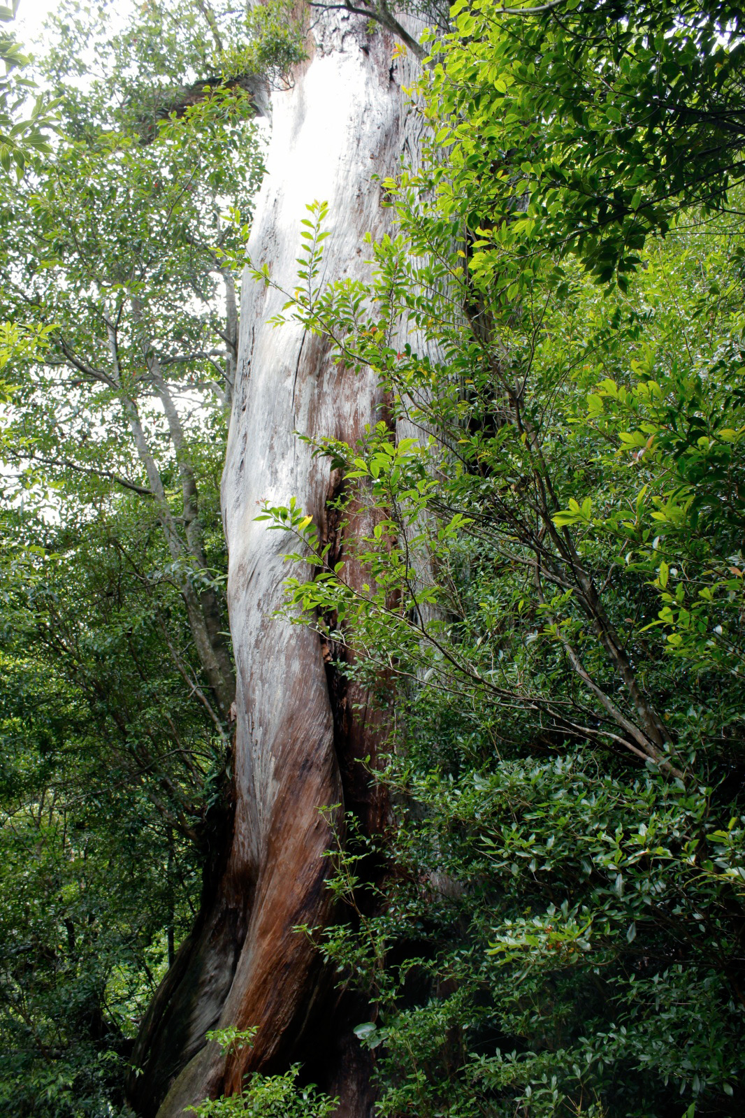 ancient Japanese cedar tree