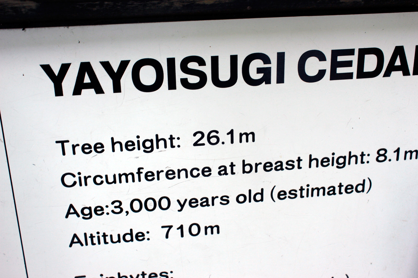 yayoisugi cedar tree sign with informartion