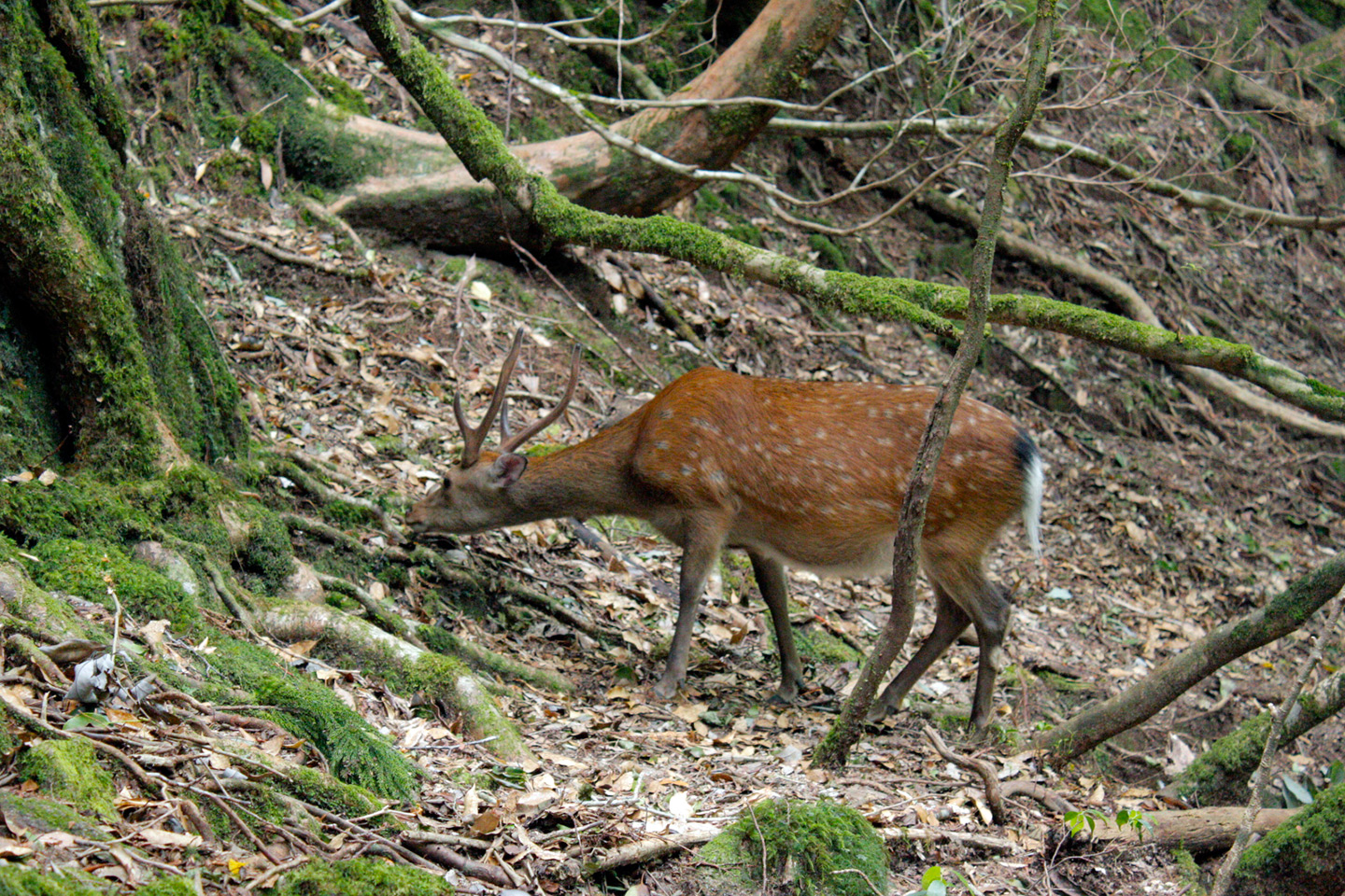 deer eating in forest