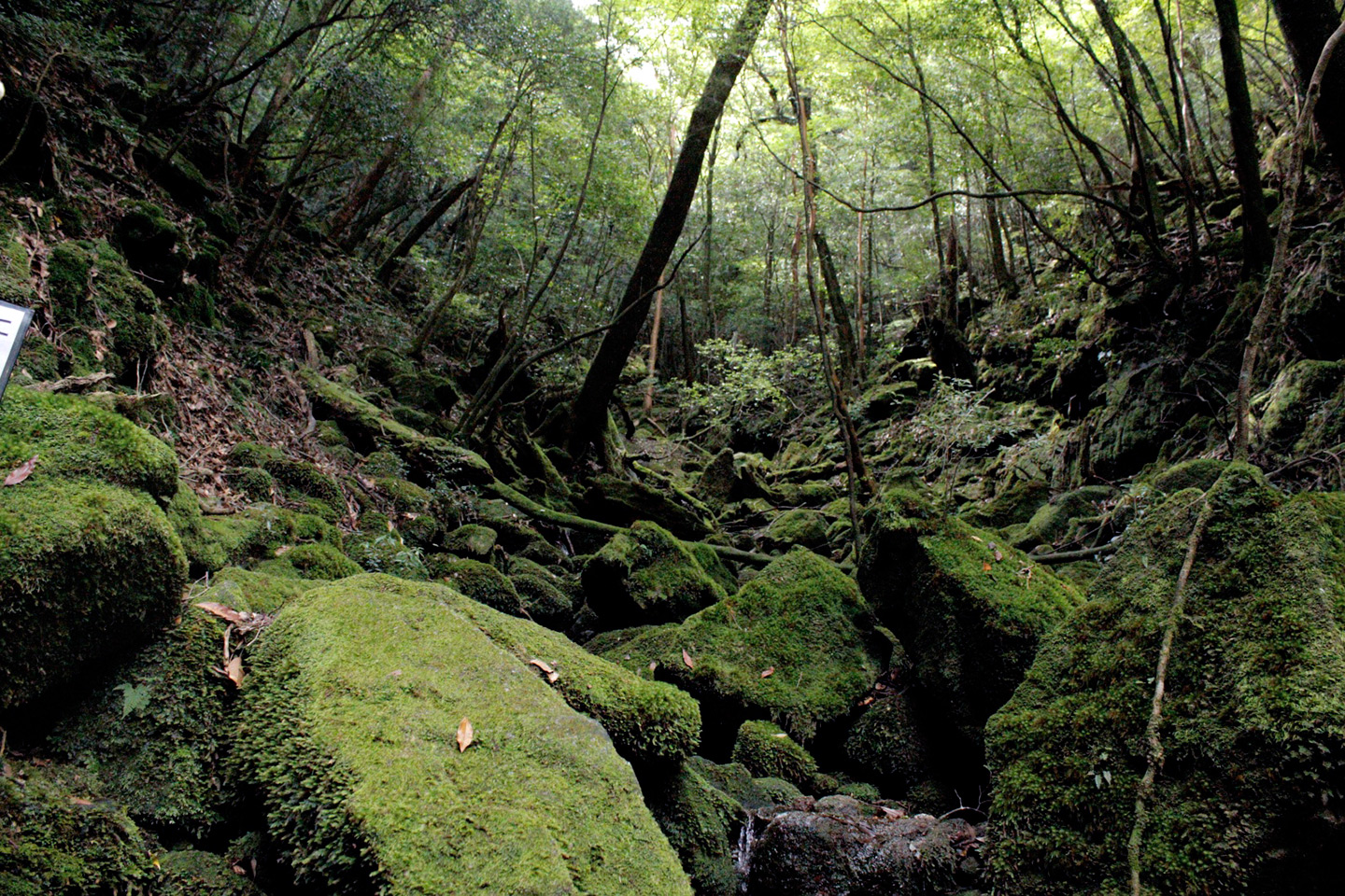 moss covered rocks in forest