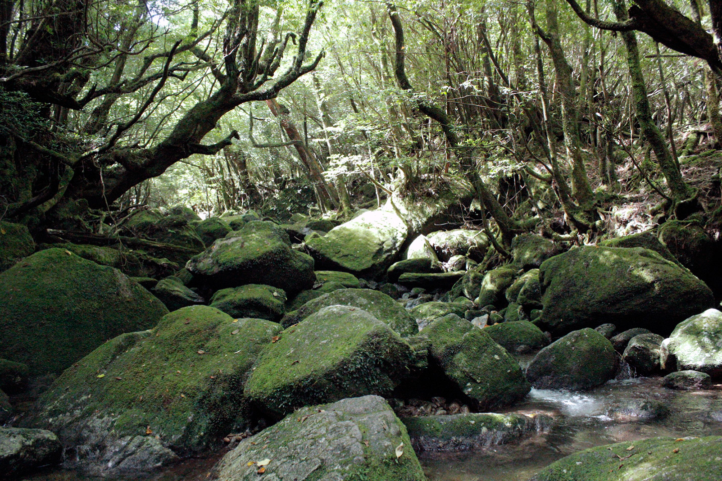 rocky stream bed in forest