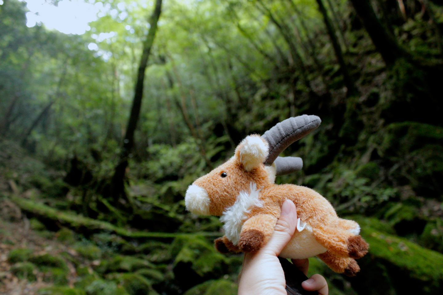 stuffed animal in forest