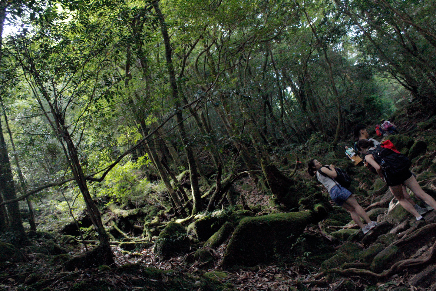 Japanese hikers on forest trail