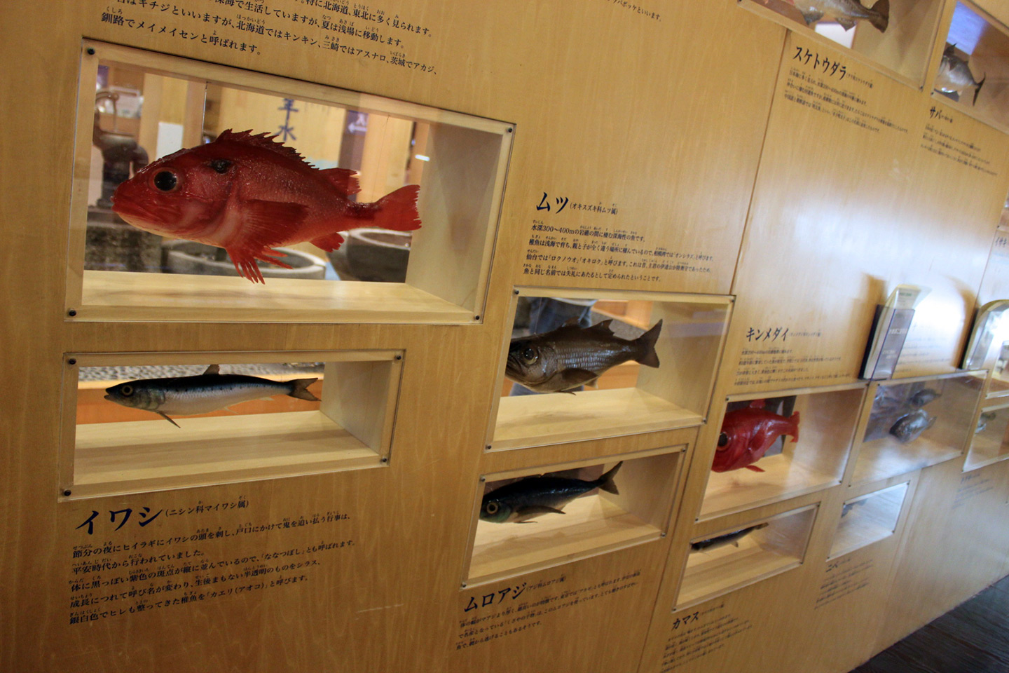 display of various fish used for kamaboko