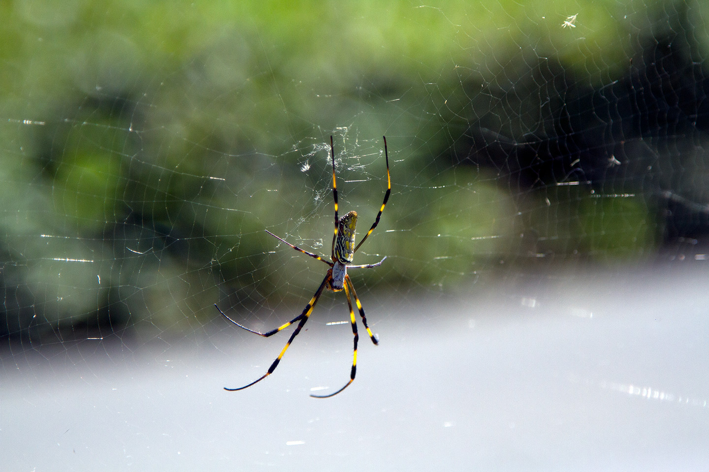 Japanese spider perched on web