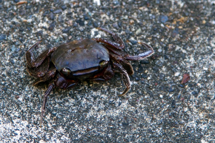 crab at kanzanji temple