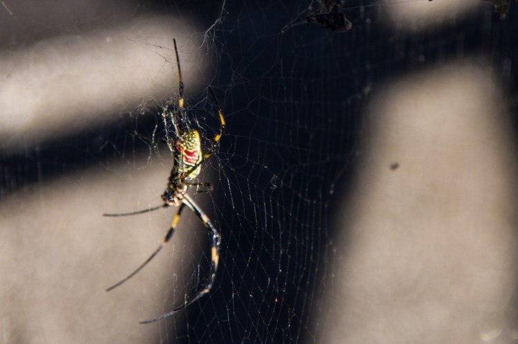 spider on web