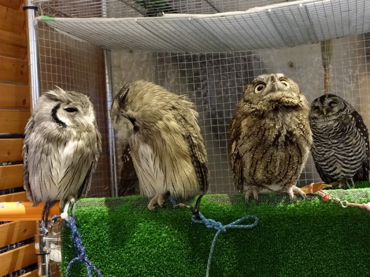 owls of different species in a line at owl cafe