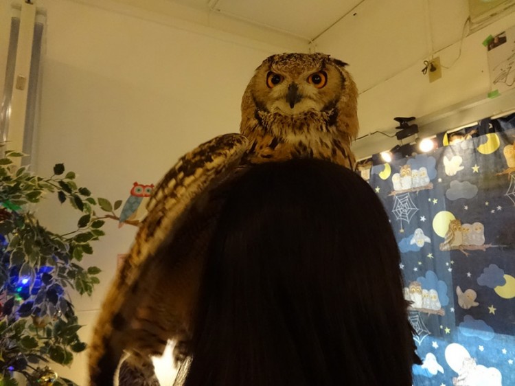 fukuro no mise customer with great horned owl on head