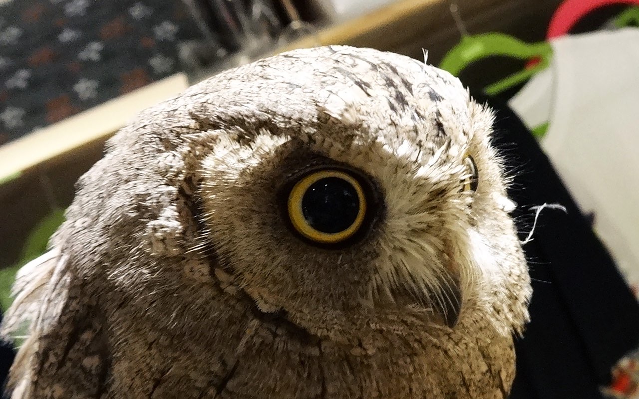 Owl Cafe  Fukuro no Mise Travel Review