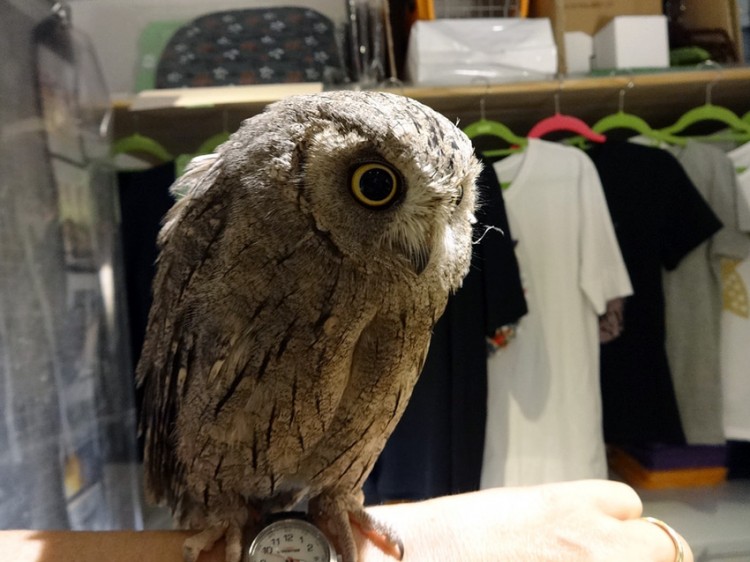 owl cafe customer with tiny yellow eyed owl on her wrist