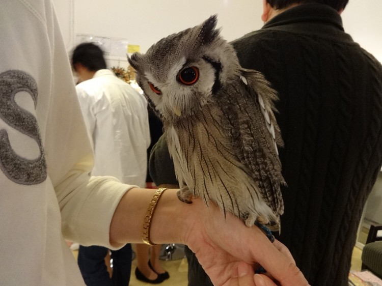 fukuro no mise customer with small owl resting on hand