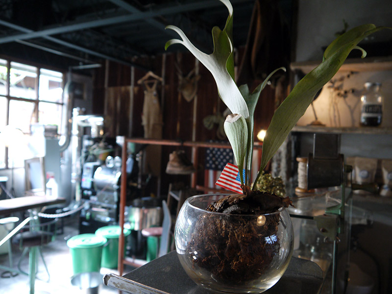 plant in a bowl with american flag clamp coffee kyoto