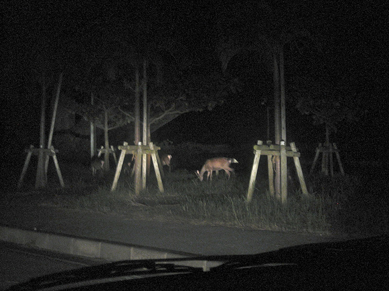 kerama deer eats grass at night on aka island