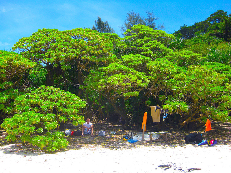 sandy aka island beach with trees and person sitting under them