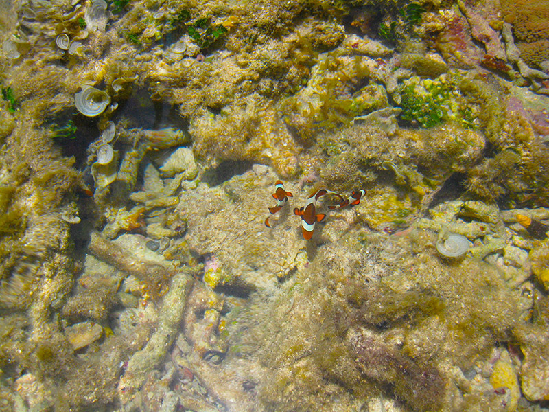 view from above of swimming clown fish family