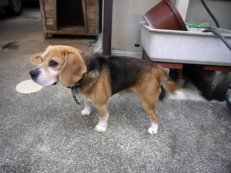 A cute beagle tied up outside the building next to a dog house