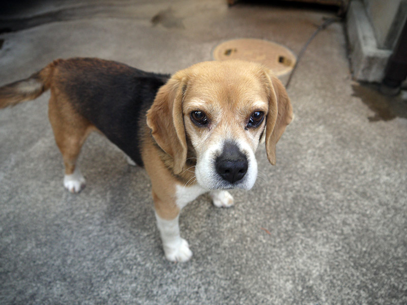 The same young beagle