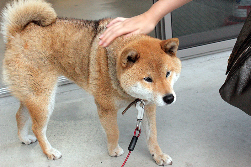 A fluffy brown shiba being pet