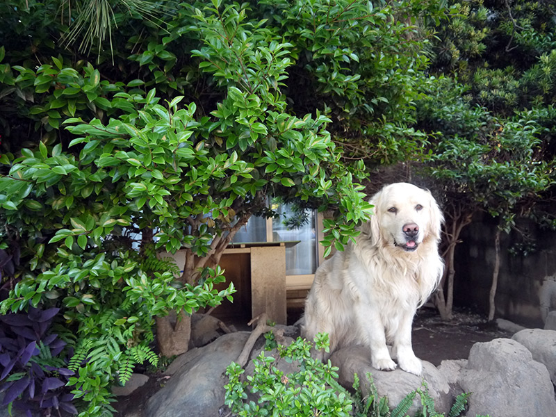 A white golden retriever amidst some greenery