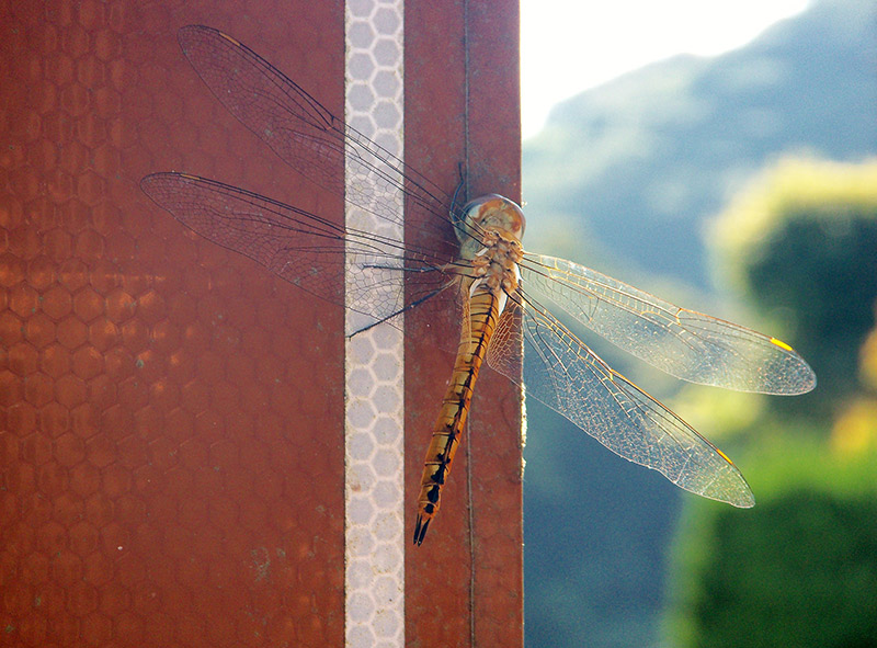 dragonfly in japan