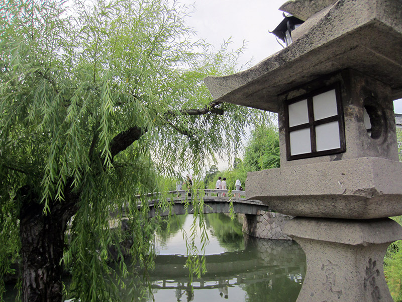 trees along the canal