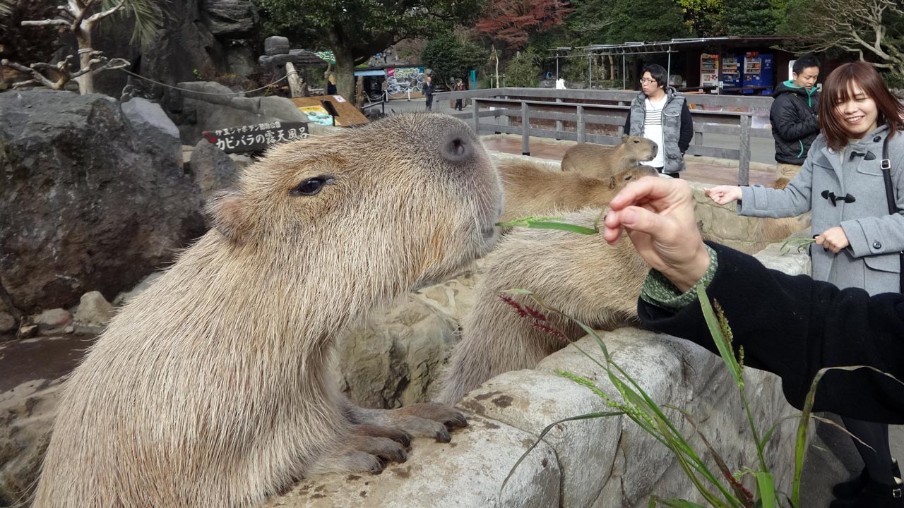 capybara eating at izu shaboten park