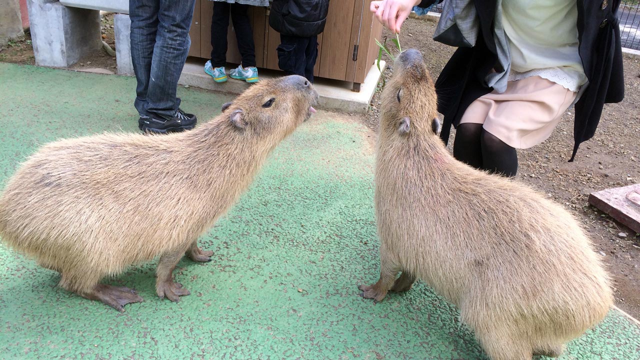 some capybara eating at izu shaboten park