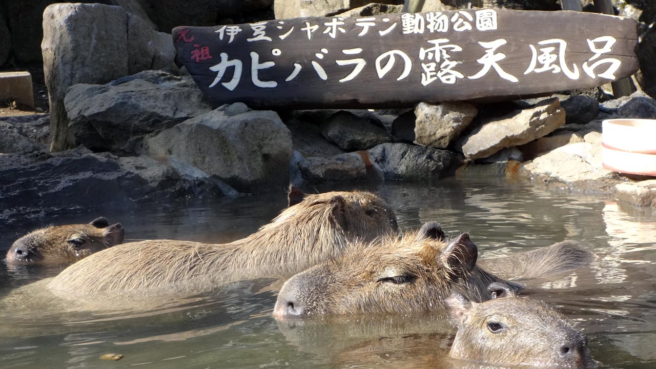 izu shaboten park onsen with capybara