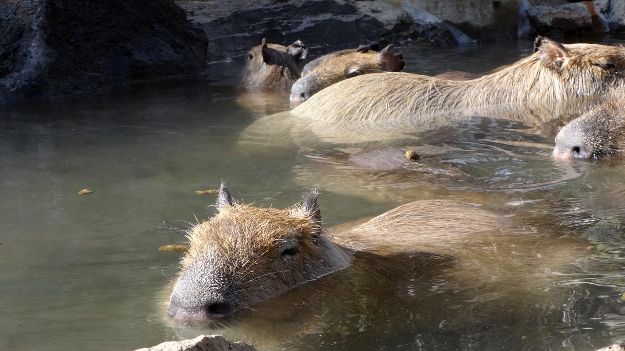 Капибара купается. Капибара. Капибара hot Springs. Капибары в Аргентине. Капибара в озере.