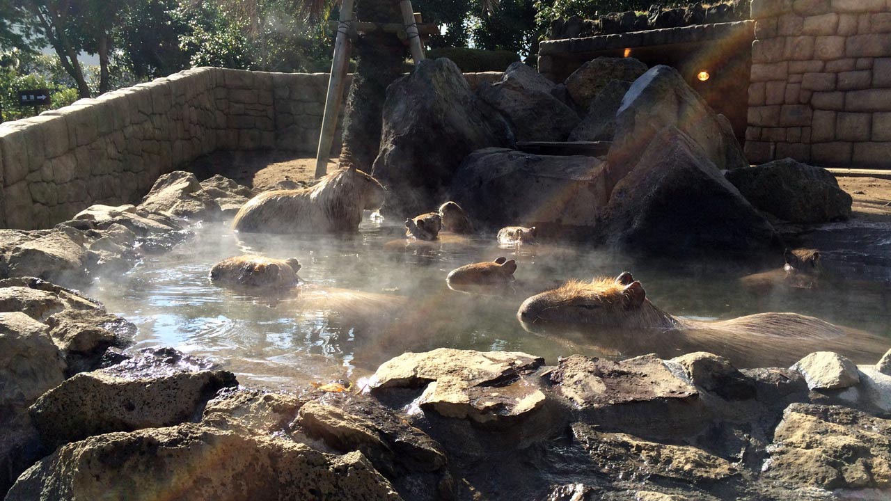 capybara bathing in a japanese hot spring