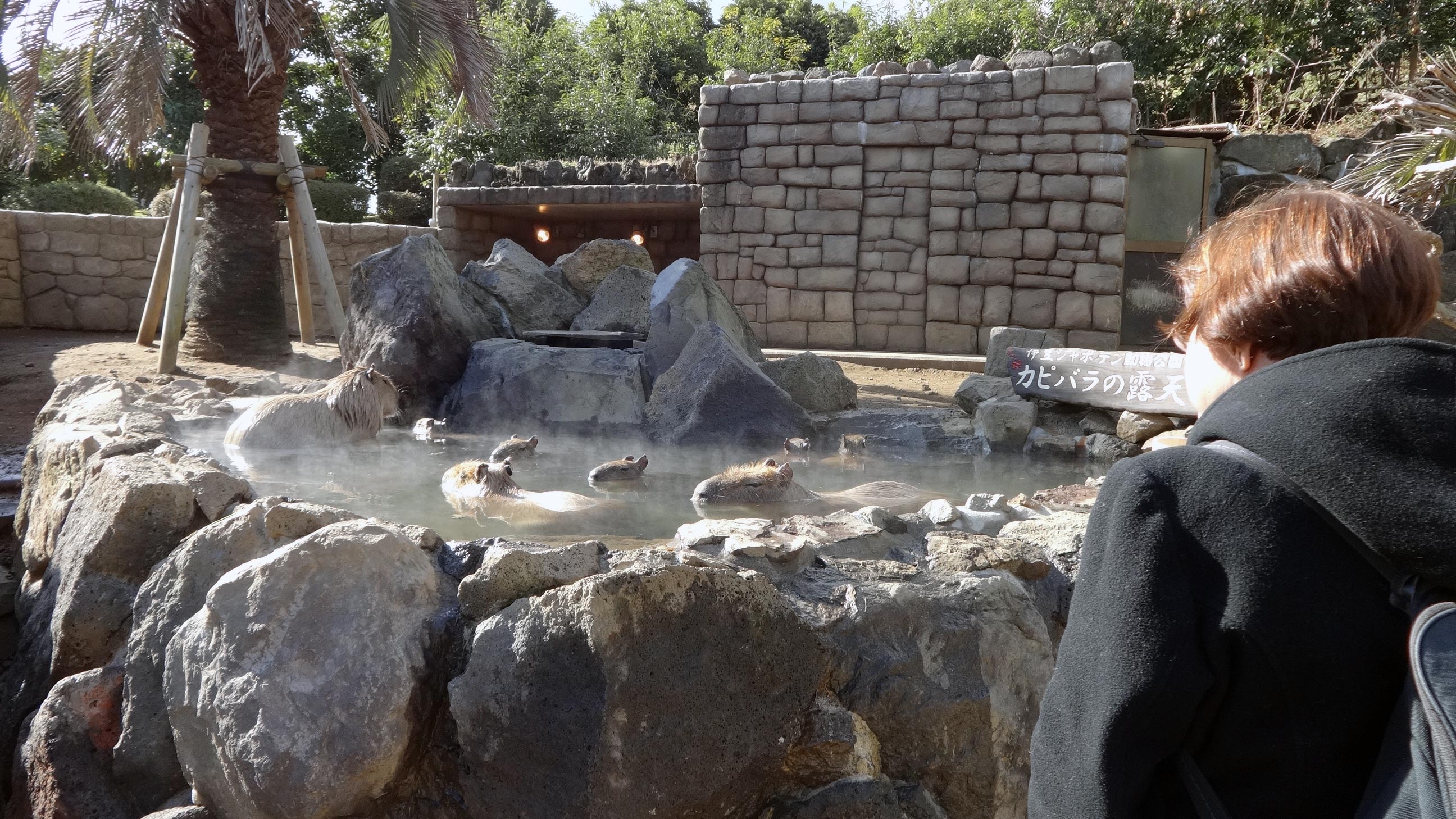 izu shaboten zoo hot springs filled with capybara