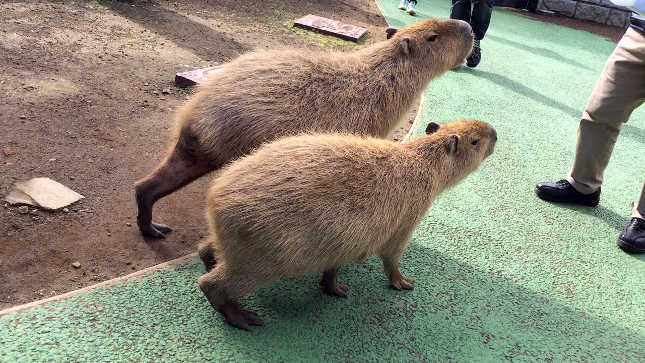 two capybara at a Japanese zoo