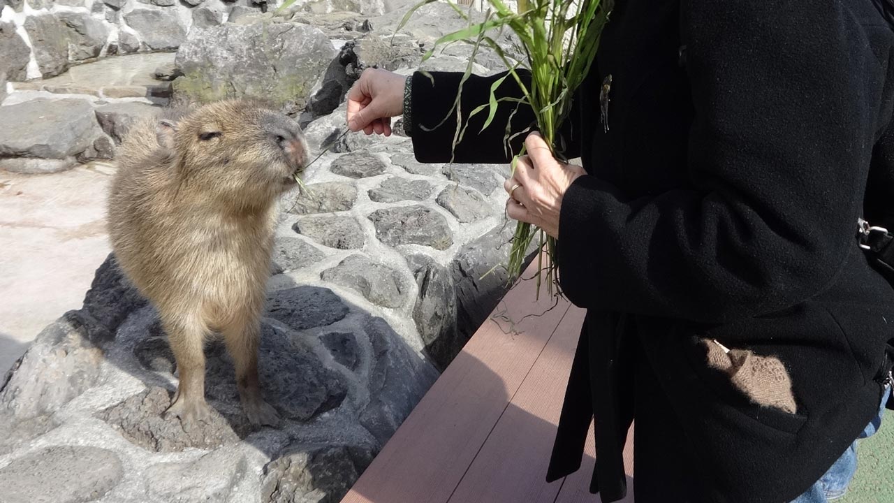 woman feeding a baby capybara