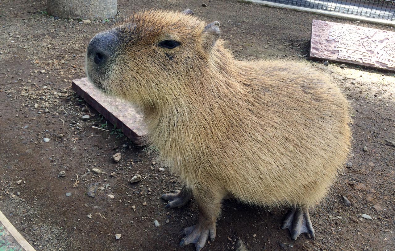 one capybara sitting alone