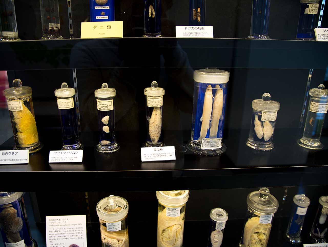 jars of parasites at tokyo parasite museum