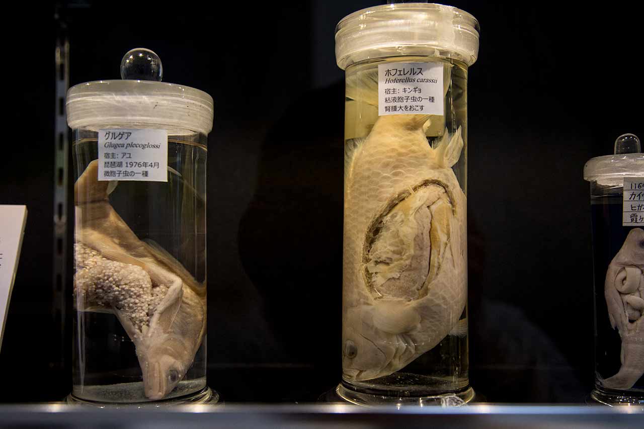 dead fish and parasites in jars