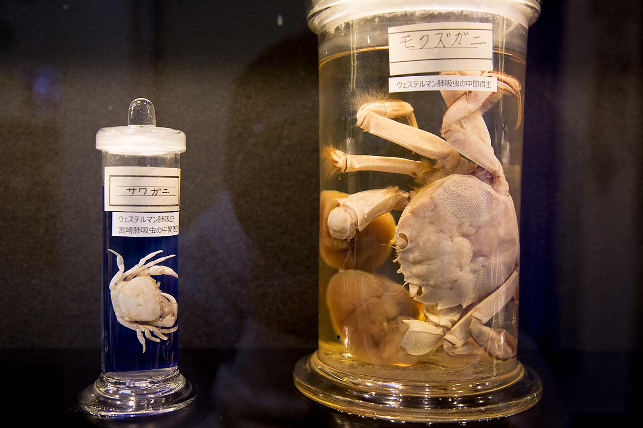 tokyo parasite museum exhibit