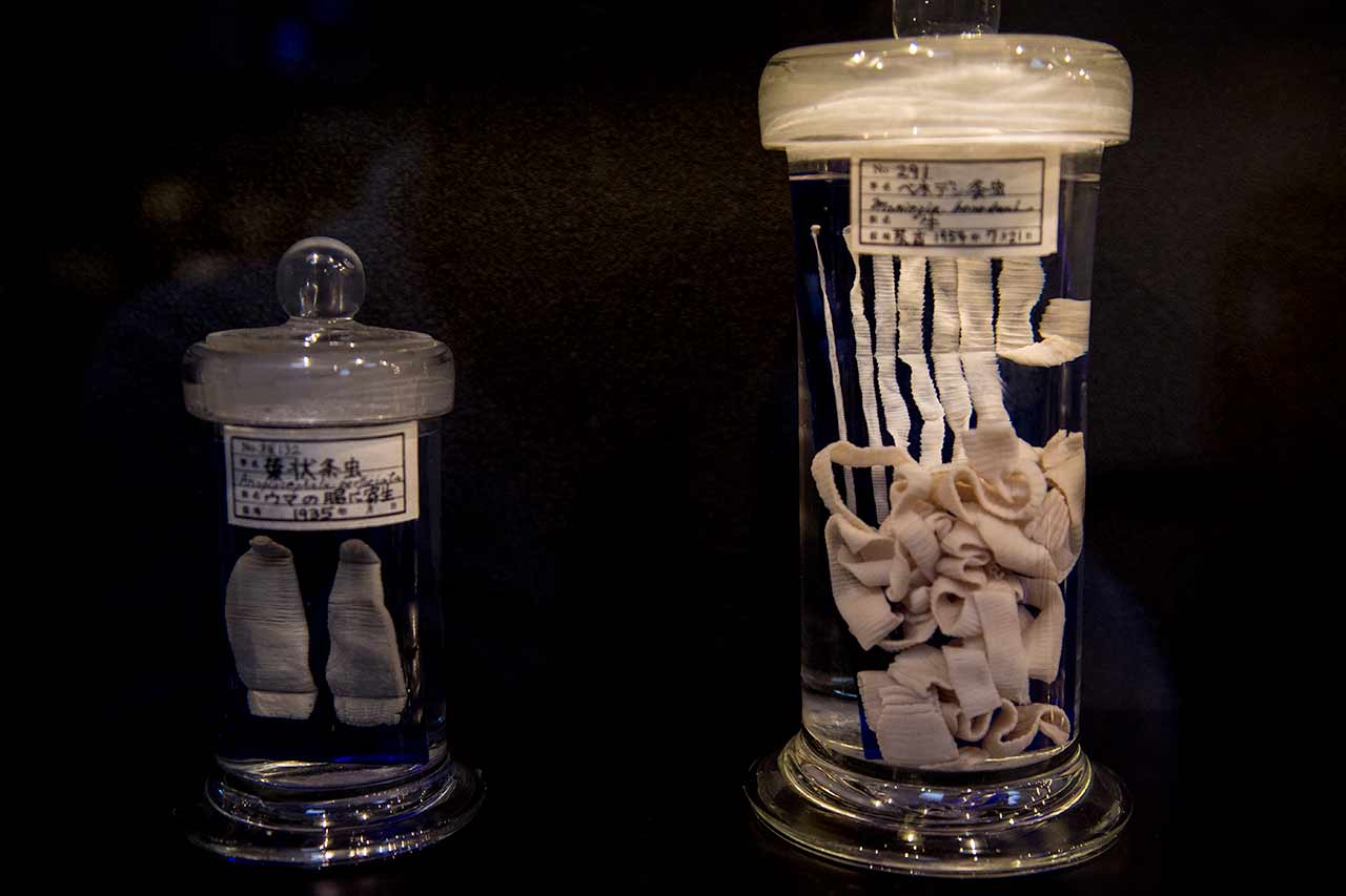 jars of dead parasites at tokyo parasite museum