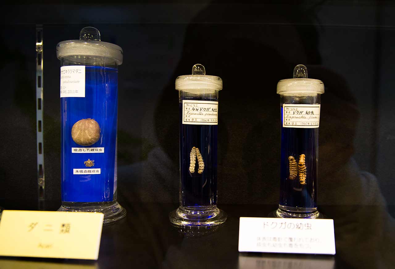 meguro parasitological museum exhibits