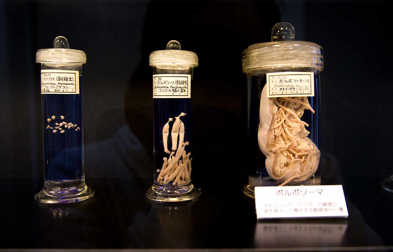 parasites in marked jars in meguro tokyo