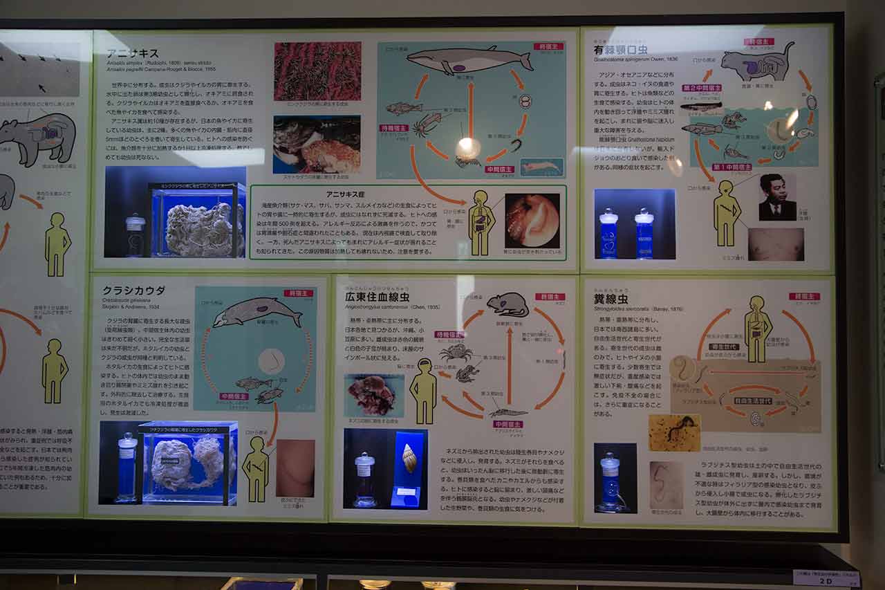 charts explaining the tranferrance of parasites