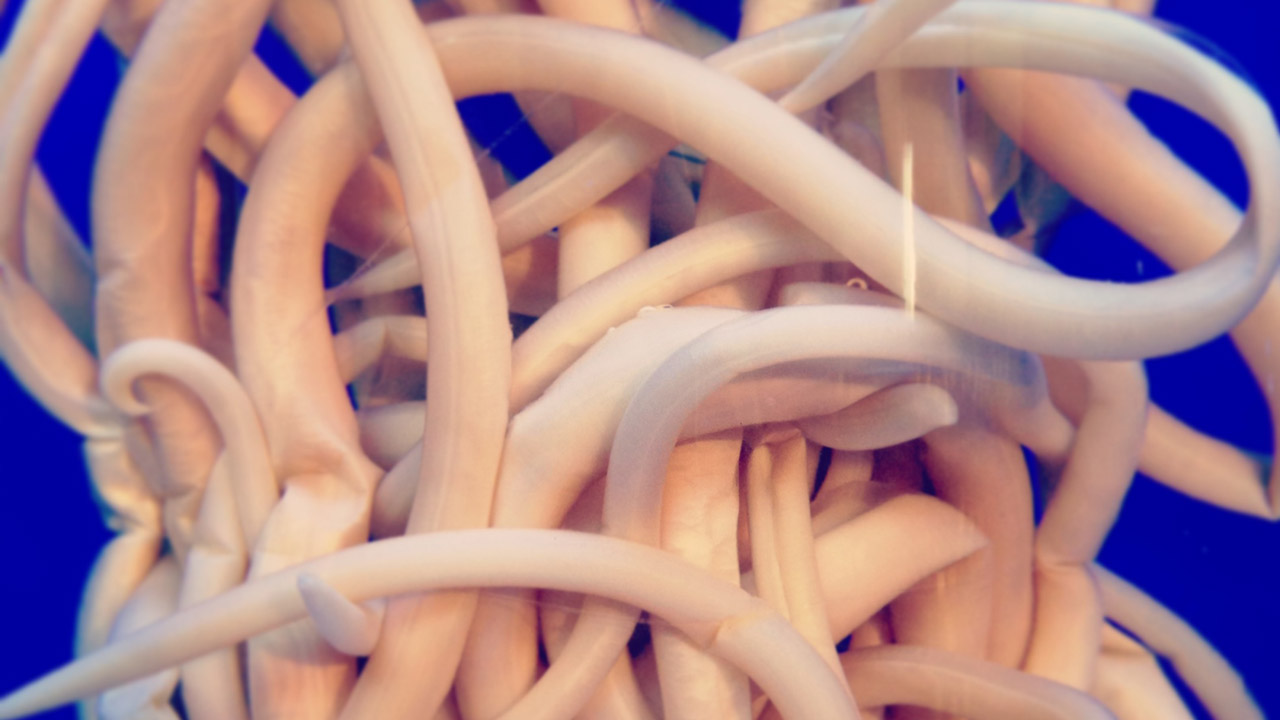 parasites that look like udon