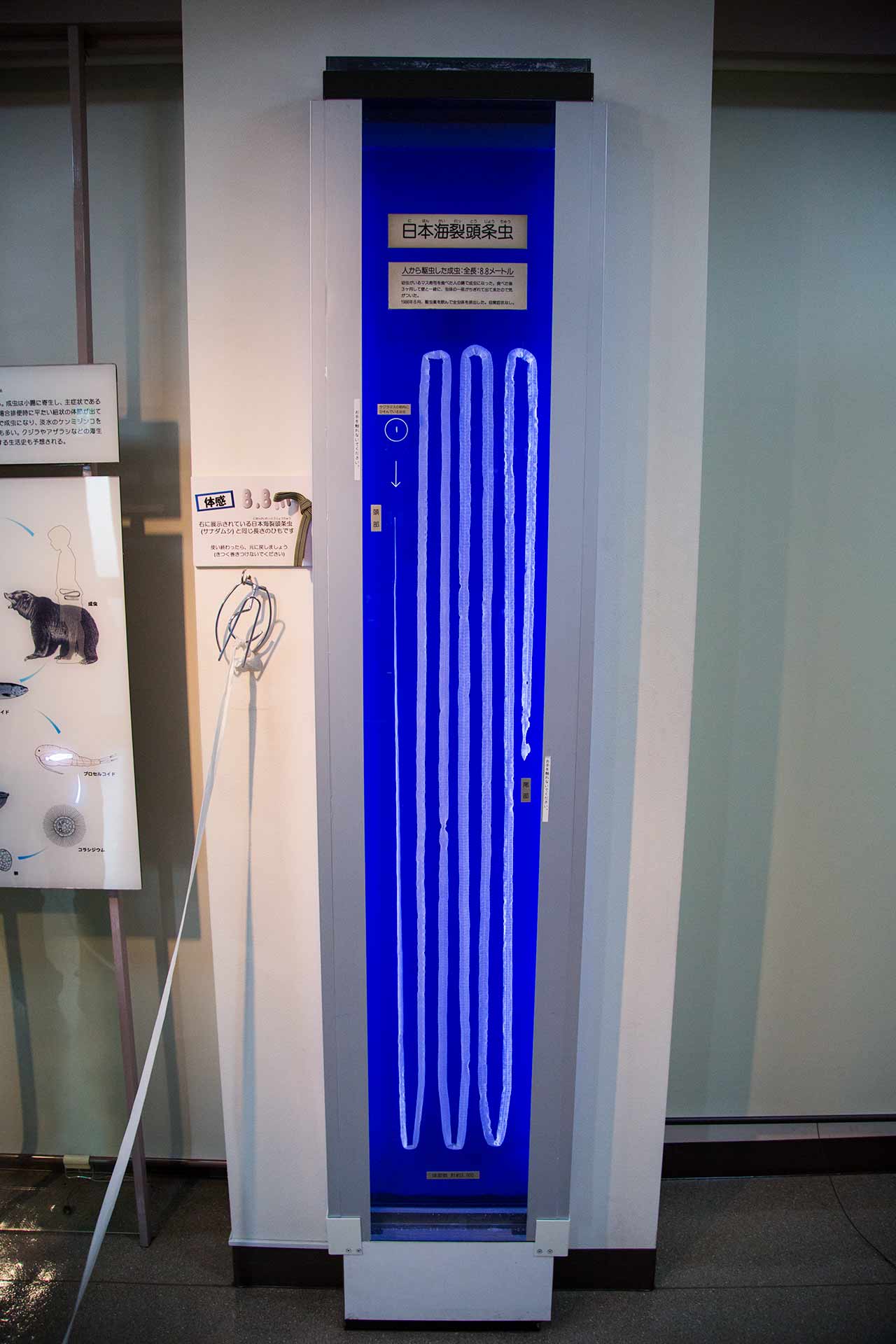 very long tapeworm at tokyo parasite museum