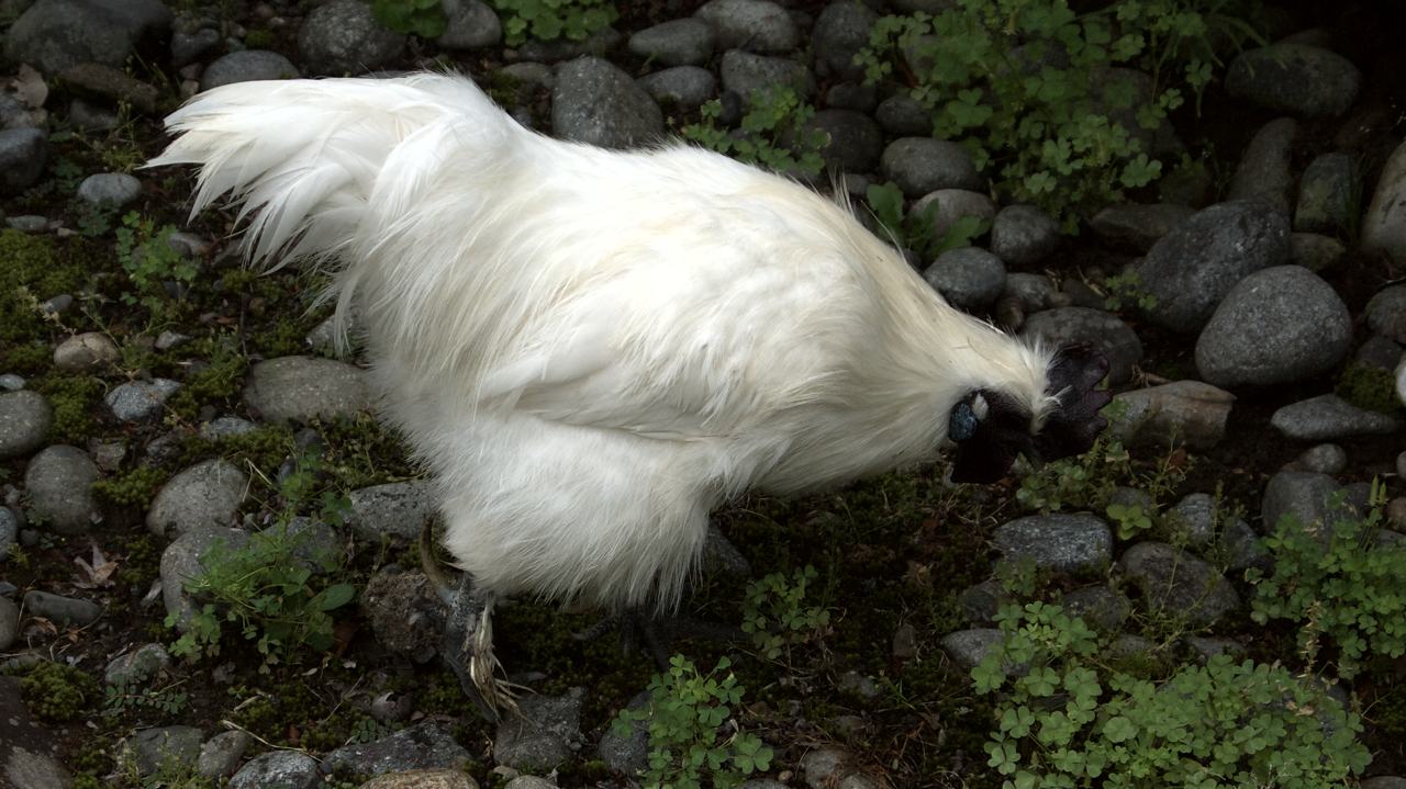 silkie chicken in japan