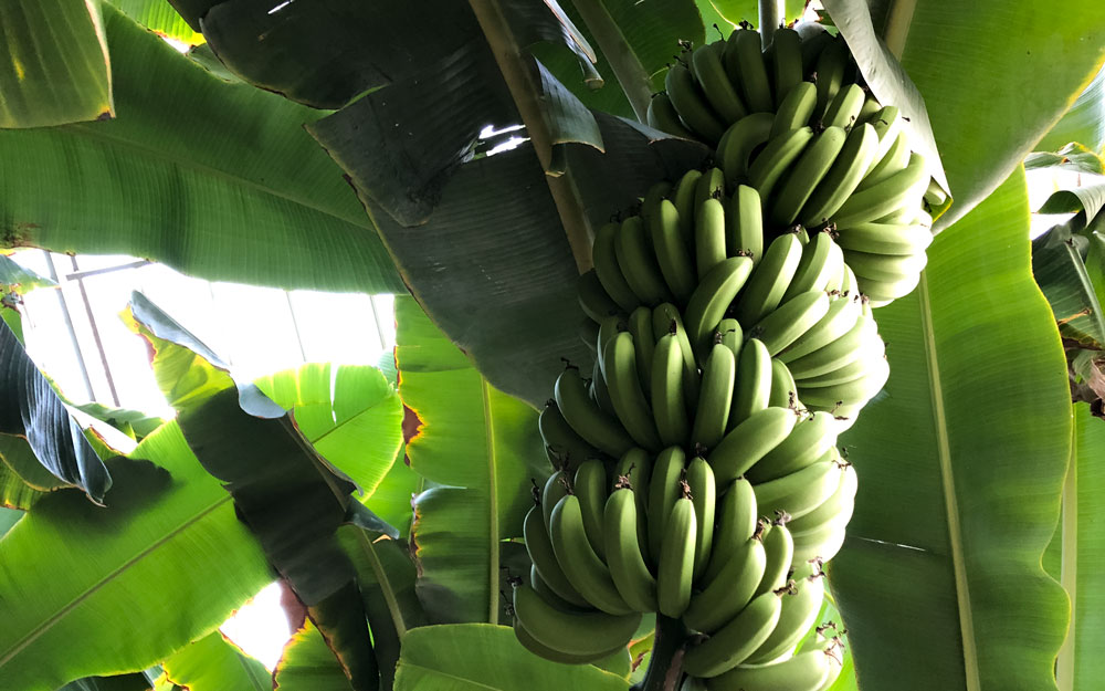 bananas growing on a tree